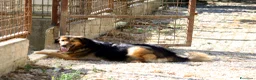 Meticcio cani in regalo: Enza dolcissima mix border collie in adozione  - Annuncio 2