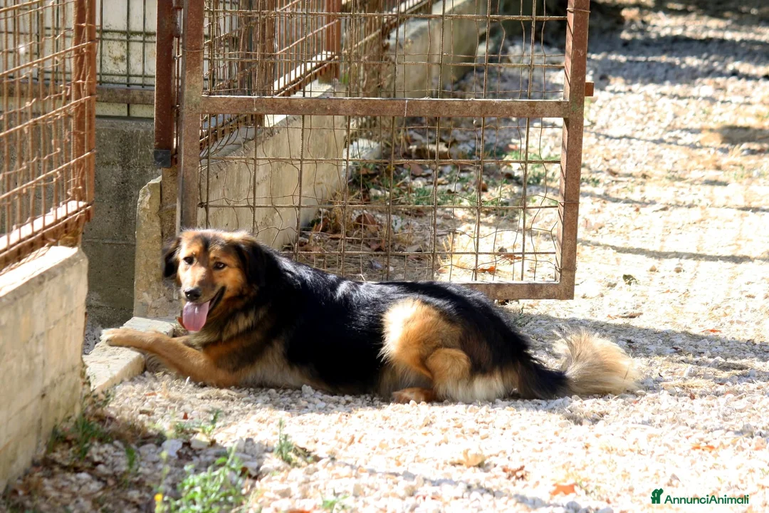 Meticcio cani in regalo: Enza dolcissima mix border collie in adozione  - Annuncio 2