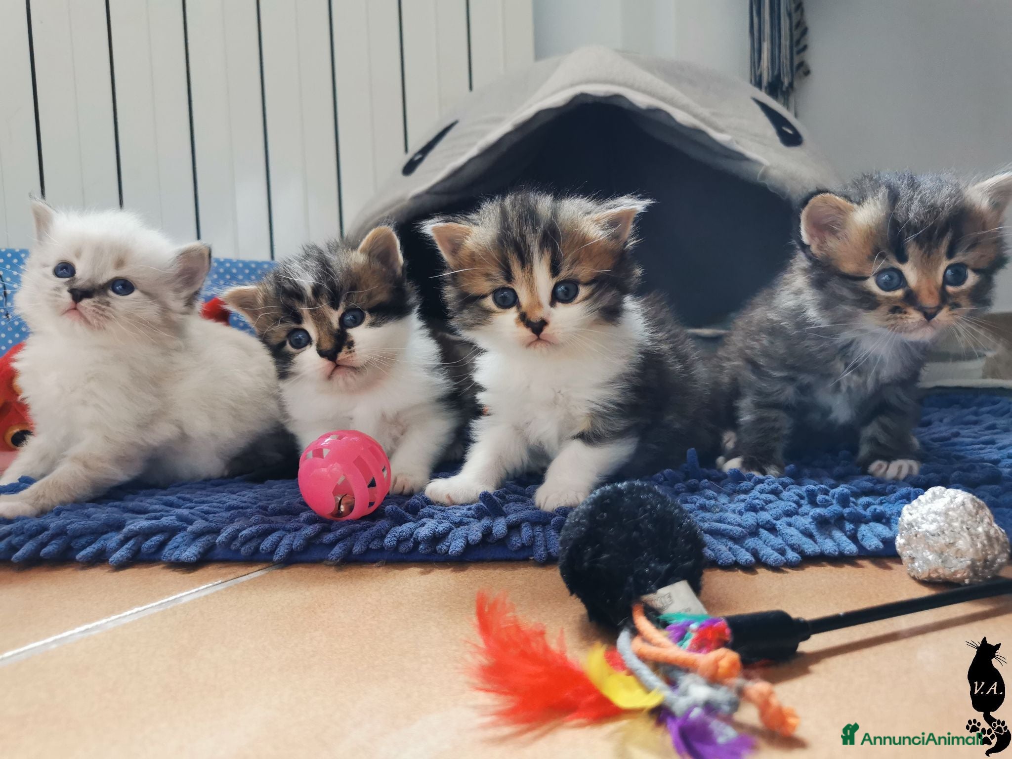 Siberiano gatti Gattini di siberiano e neva masquerade - Annuncio 1