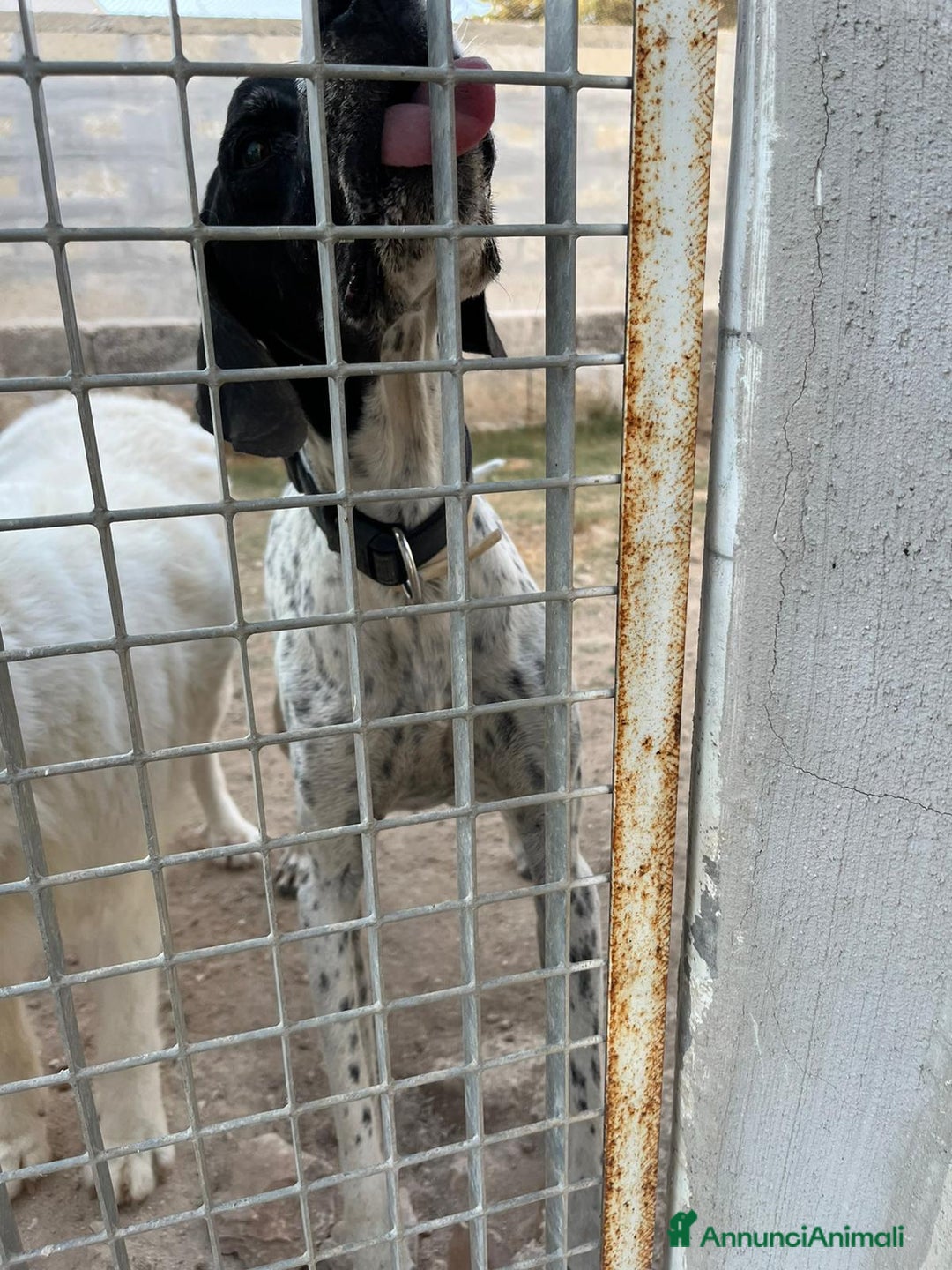 Pointer cani in regalo: DJANGO tenerissimo cane in adozione! - Annuncio 3