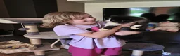 Persiano gatti in vendita: Gatti persiani  - Annuncio 9