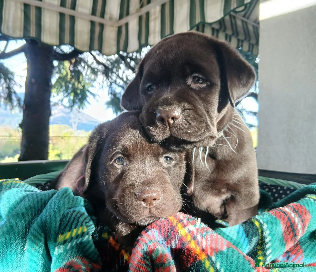 Labrador cani in vendita: cuccioli di labrador retriever - Annuncio 8
