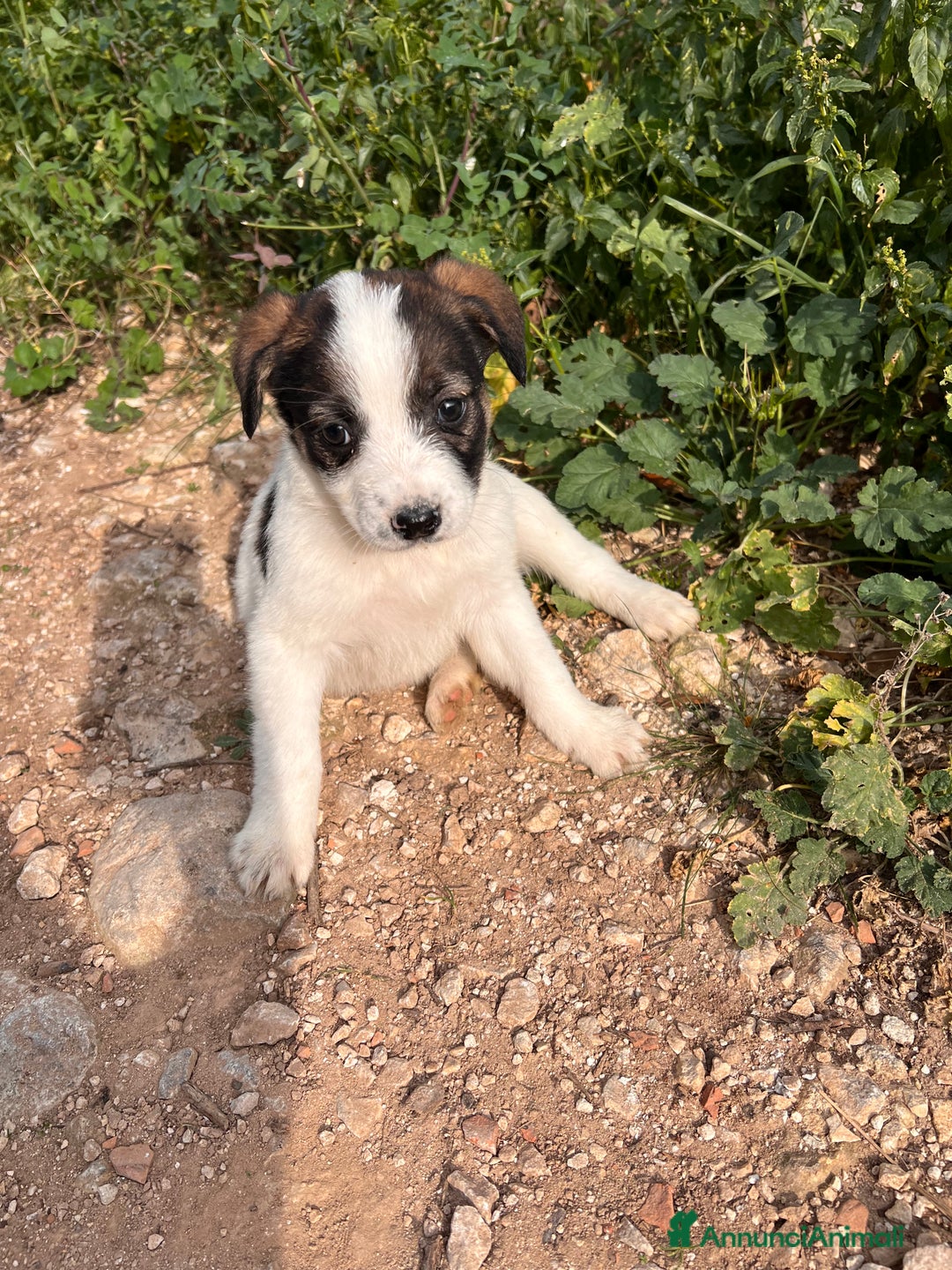 Meticcio cani in regalo: IN REGALO!!!!! - Annuncio 2