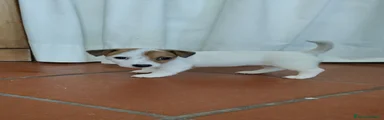 Jack Russell 4