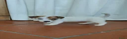 Jack Russell cani in vendita: Stupendi cuccioli di Jack Russell - Annuncio 10