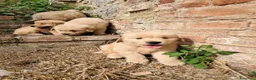Golden Retriever cani in vendita: Cuccioli Golden Retriever Americano  - Annuncio 4