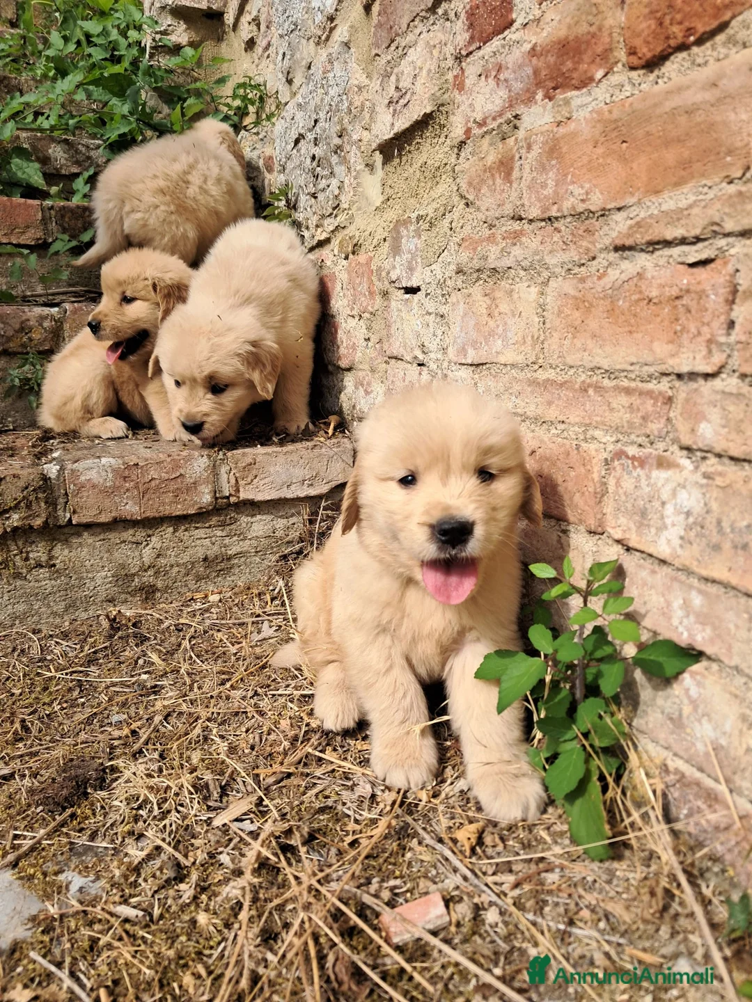 Golden Retriever cani in vendita: Cuccioli Golden Retriever Americano  - Annuncio 4