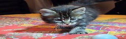 Maine Coon gatti in vendita: Vendo Cuccioli di Maine Coon - Annuncio 29