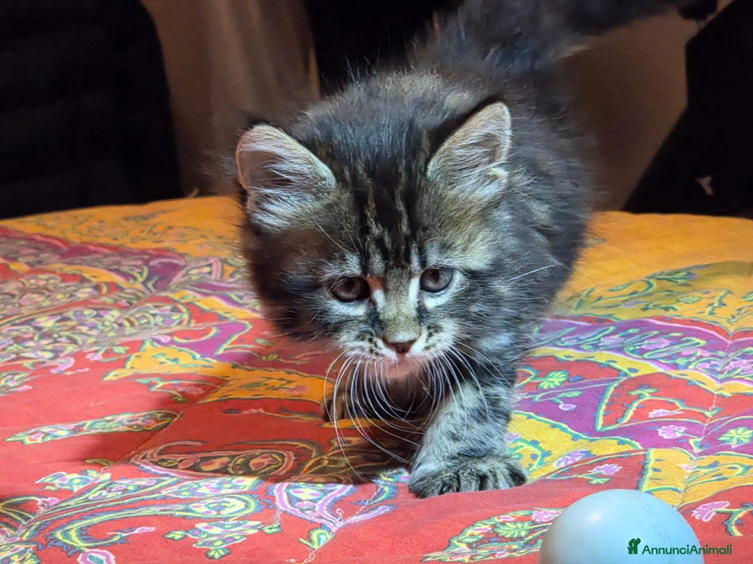 Maine Coon gatti in vendita: Vendo Cuccioli di Maine Coon - Annuncio 29