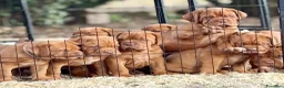 Dogue de Bordeaux cani in vendita: Dogue de Bordeaux CUCCIOLATA STRAORDINARIA  - Annuncio 36