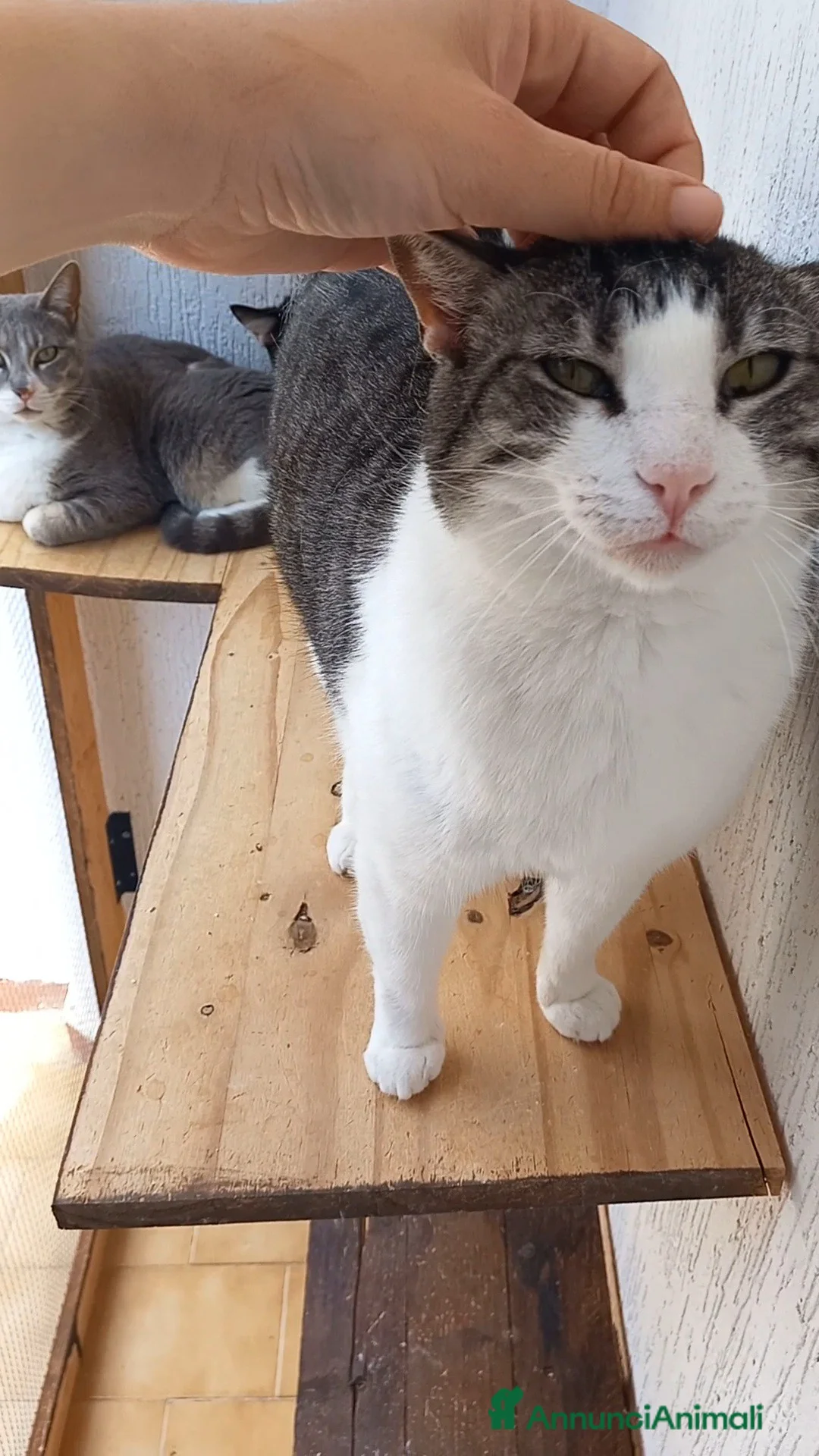 Europeo gatti in regalo: Tenera micia in adozione, SISSI! - Annuncio 6