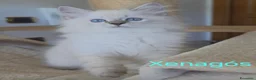Siberiano gatti in vendita: Cuccioli di gatto siberiano neva masquerade - Annuncio 12