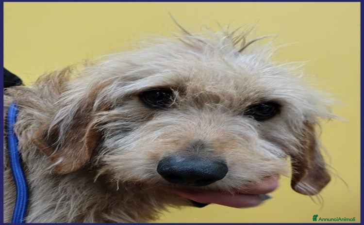 Meticcio cani a Città Metropolitana di Torino - Annuncio 16