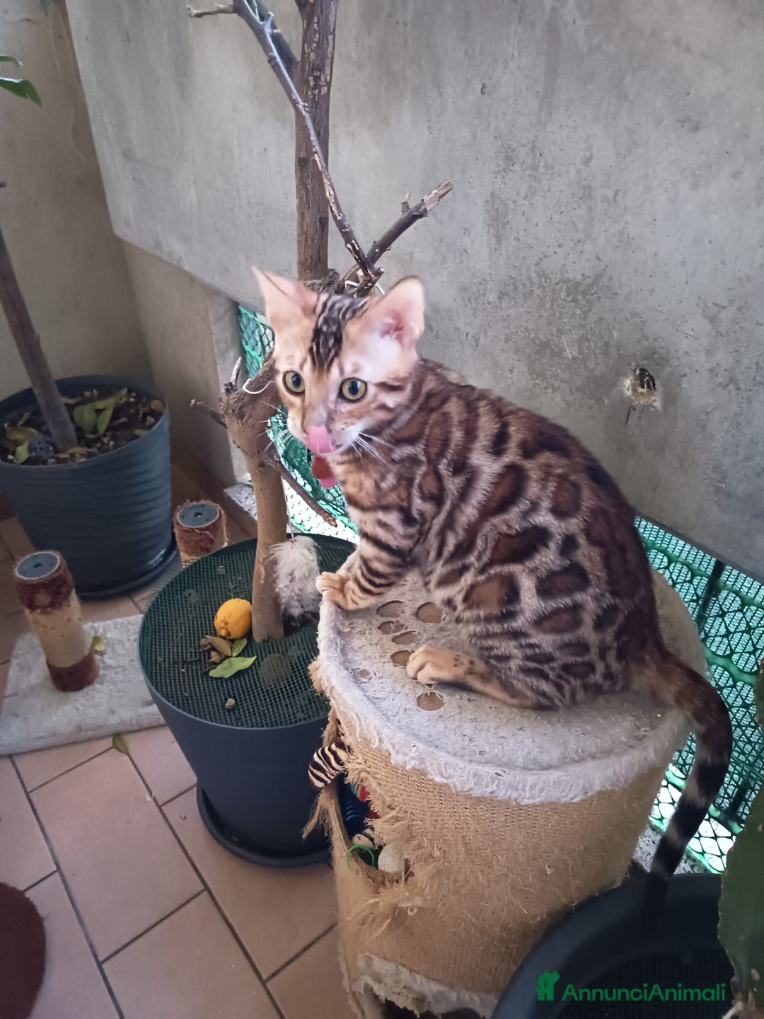 Bengala gatti in vendita: cucioli bengala  - Annuncio 11