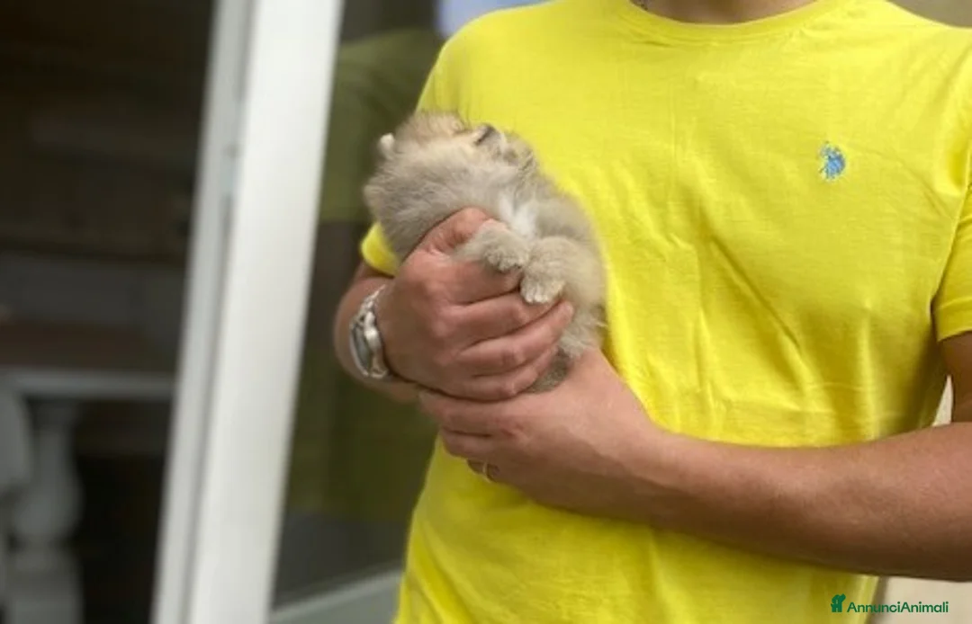 Volpino Pomerania cani in vendita: Splendido cucciolo di Pomerania con PEDIGREE - Annuncio 2
