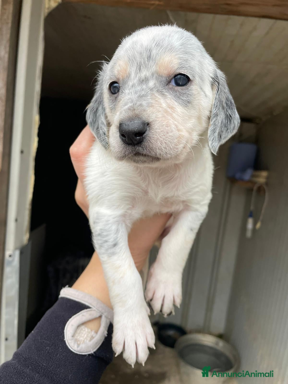 Meticcio cani MUSETTO DOLCE : SIRYA - Annuncio 16