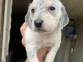 Meticcio cani MUSETTO DOLCE : SIRYA - Annuncio 16