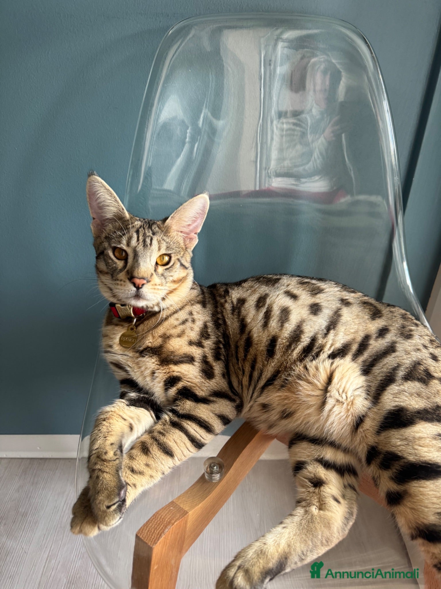 Savannah gatti Splendidi cuccioli di gatto Savannah – 4 mesi  - Annuncio 2