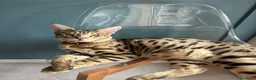 Savannah gatti in vendita: Splendidi cuccioli di gatto Savannah – 4 mesi  - Annuncio 2