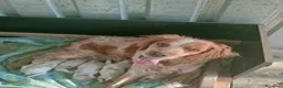 Breton cani in vendita: Ciccioli di Epagneul Breton a Provincia di Novara - Annuncio 2