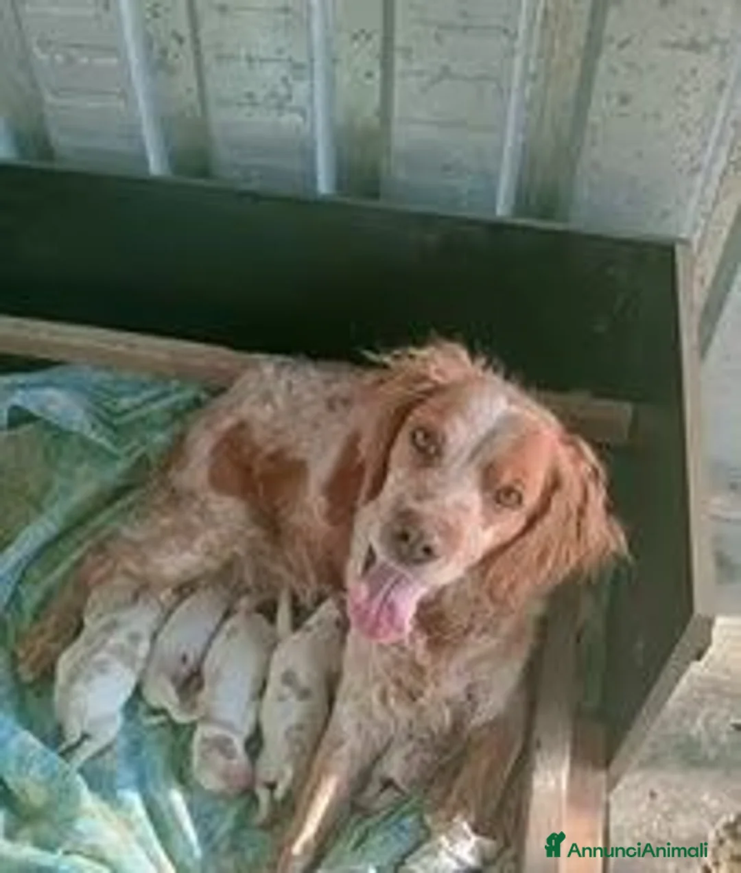 Breton cani in vendita: Ciccioli di Epagneul Breton a Provincia di Novara - Annuncio 2