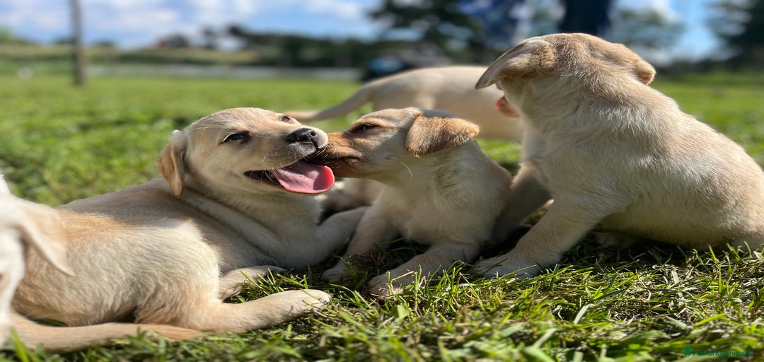 Immagine della galleria {{count}}