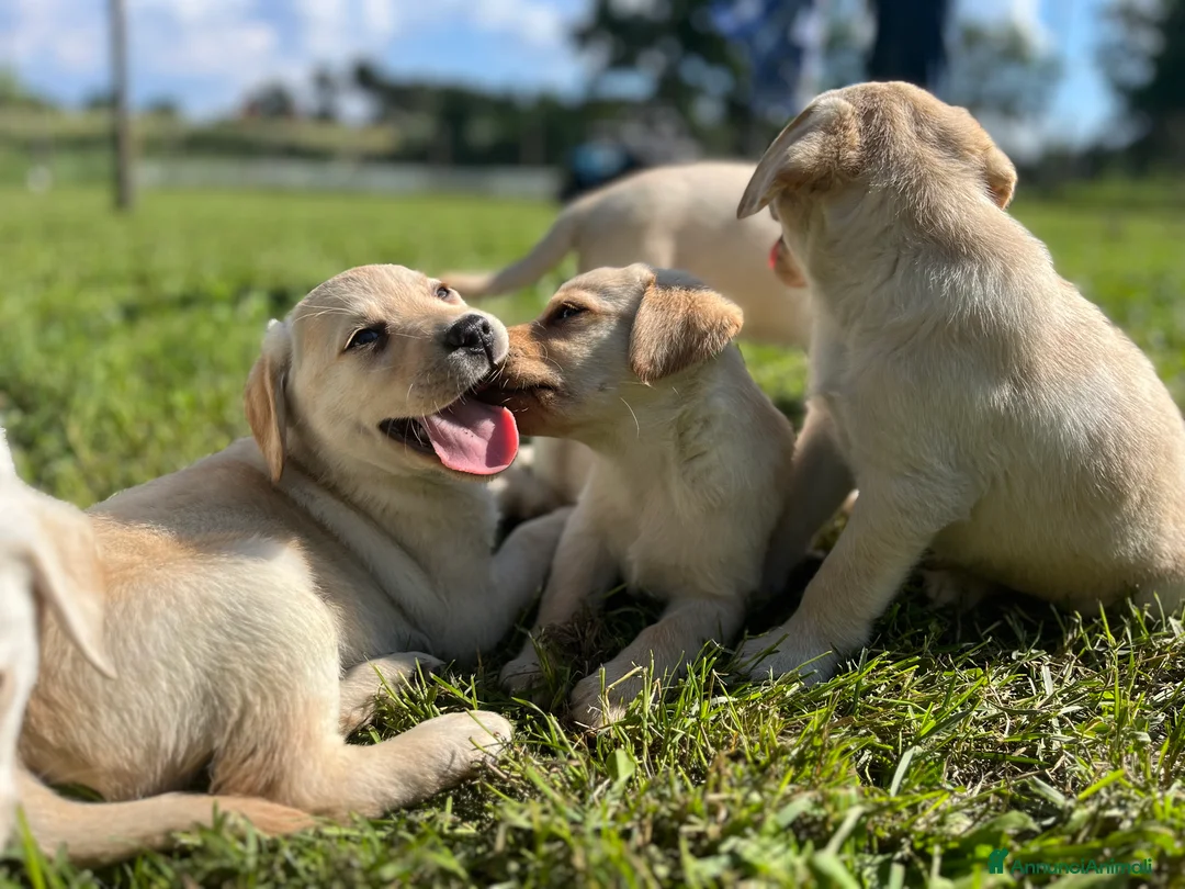 Immagine della galleria {{count}}