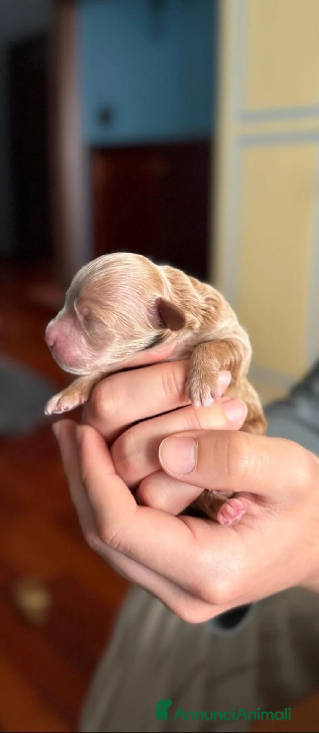 Barboncino Toy cani in vendita: Barboncino marrone cucciola a Città Metropolitana di Napoli - Annuncio 2