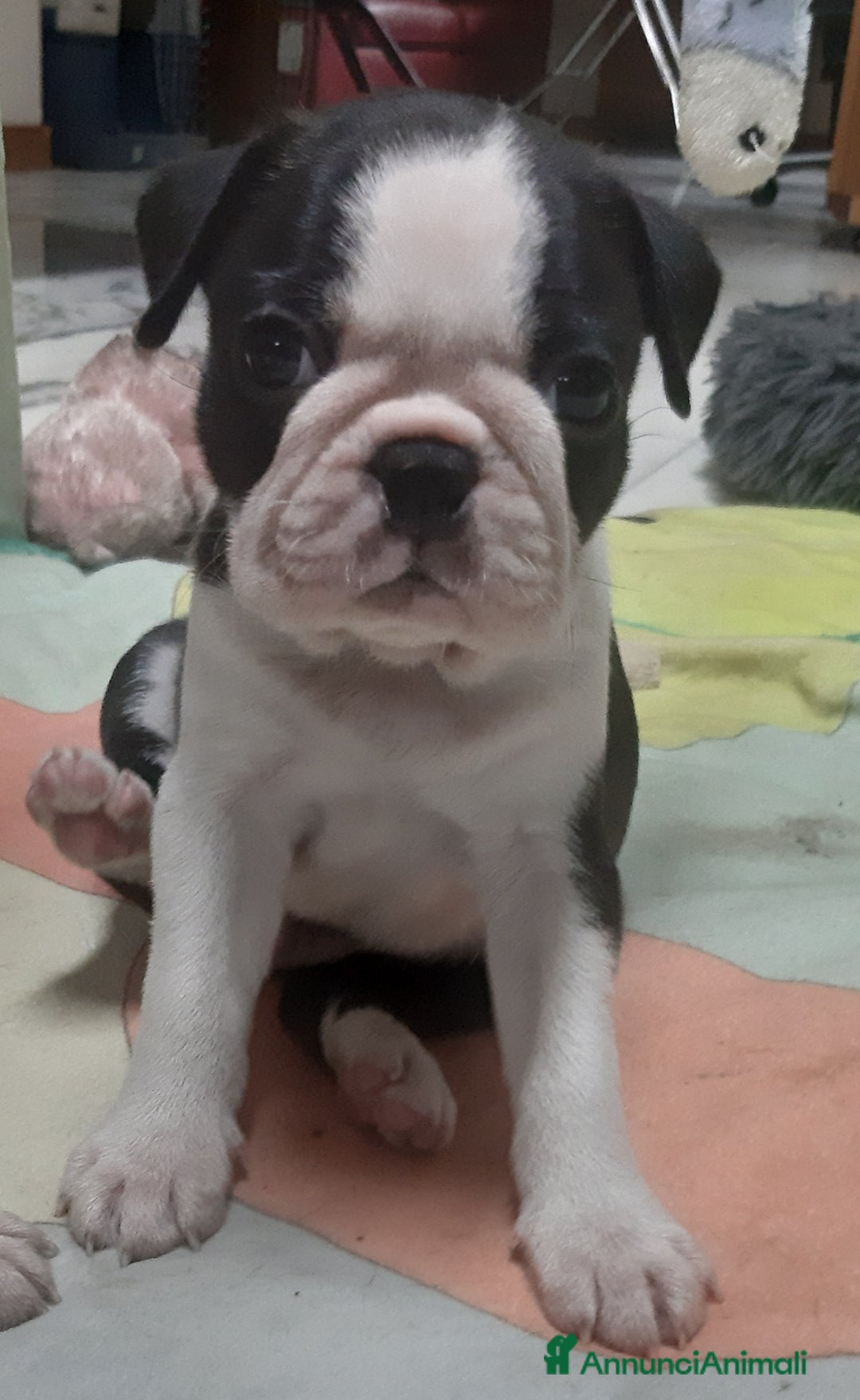Boston Terrier cani in vendita: Boston terrier con pedigree  a Metropolitan City of Milan - Immagine 3