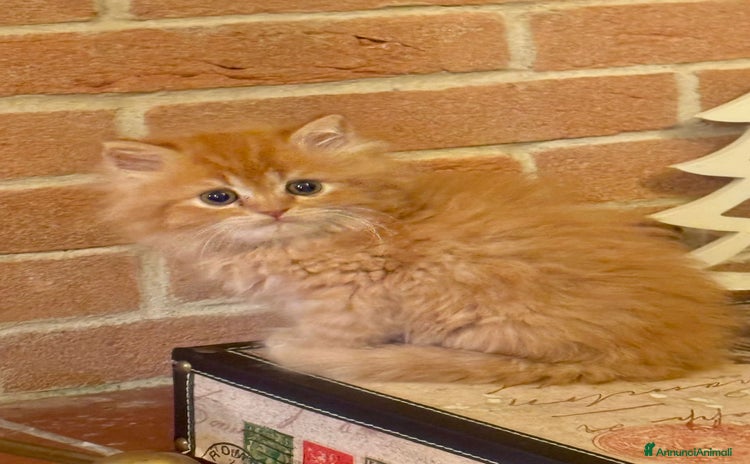 Persiano gatti a Provincia di Reggio Emilia - Annuncio 17