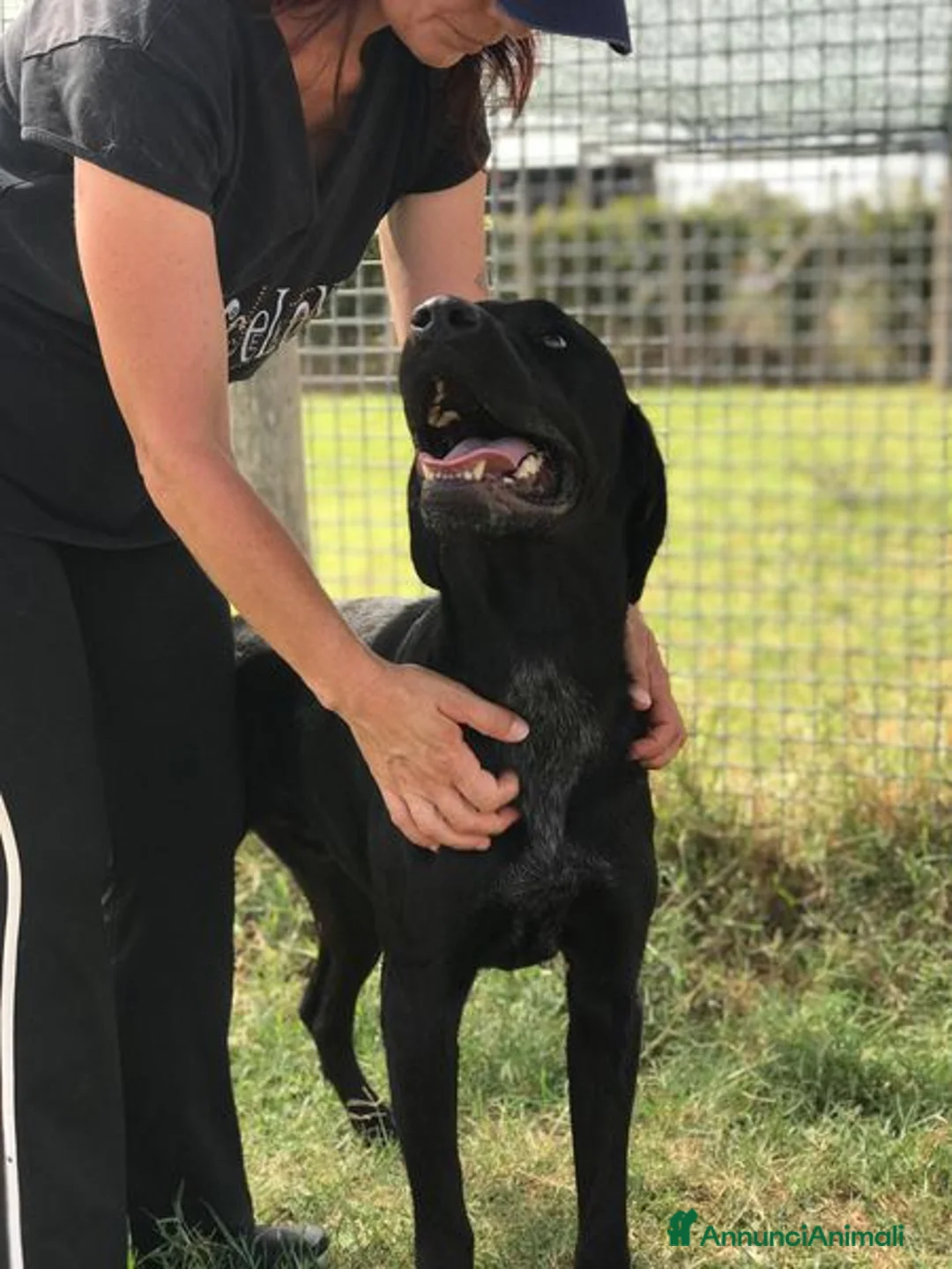 Mastino Napoletano cani in regalo: Block, total black a Provincia di Latina - Annuncio 2
