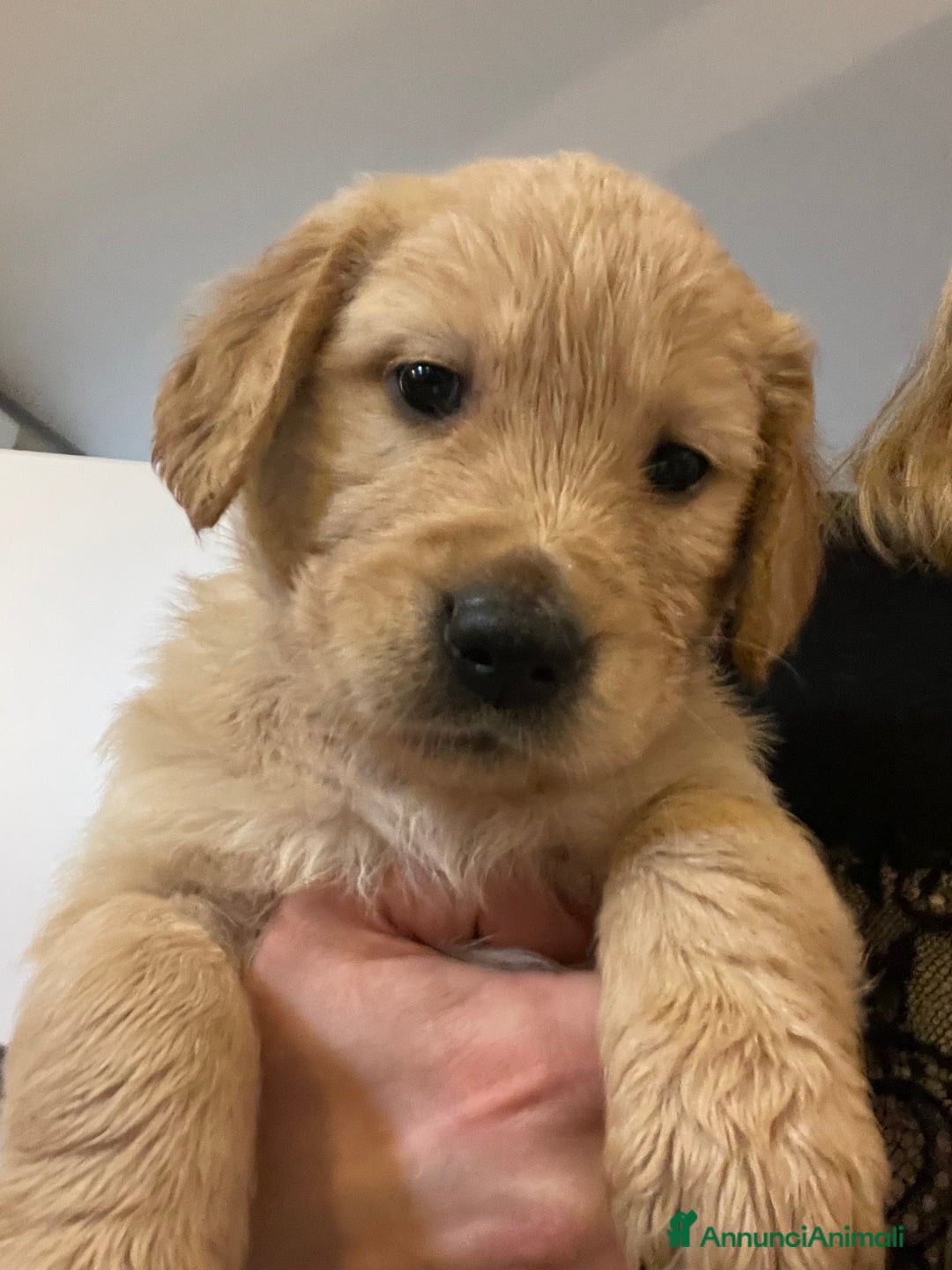 Golden Retriever cani in vendita: Bellissimi cuccioli di Golden Retriver  - Annuncio 4