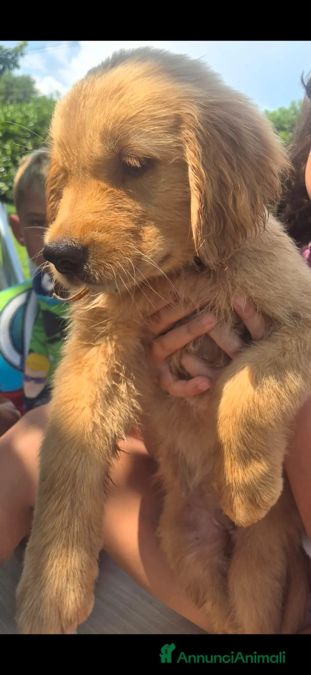 Golden Retriever cani in vendita: Ultimi 2 cuccioli di golden retriever - Annuncio 2