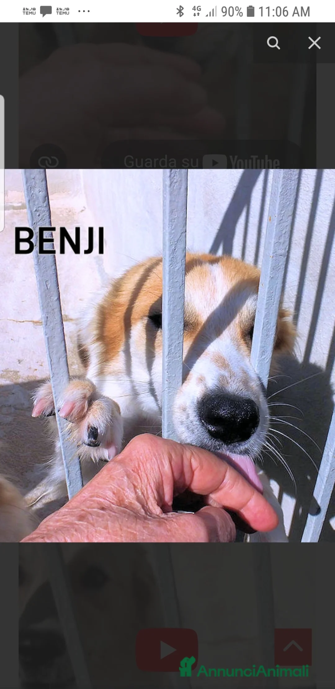 Meticcio cani in regalo: ADOZ.del💔:meraviglioso,dolciss.abbandonato a 1mes - Annuncio 1