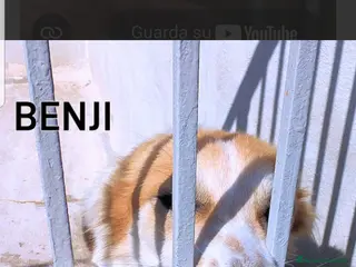 Meticcio cani ADOZ.del💔:meraviglioso,dolciss.abbandonato a 1mes - Annuncio 33