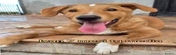 Meticcio cani in regalo: CUCCIOLI ABBANDONATI: URGENTE  a Città Metropolitana di Torino - Annuncio 11