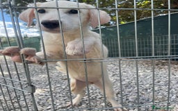 Meticcio cani in regalo: NUVOLA, cucciolona meravigliosa! - Immagine 4