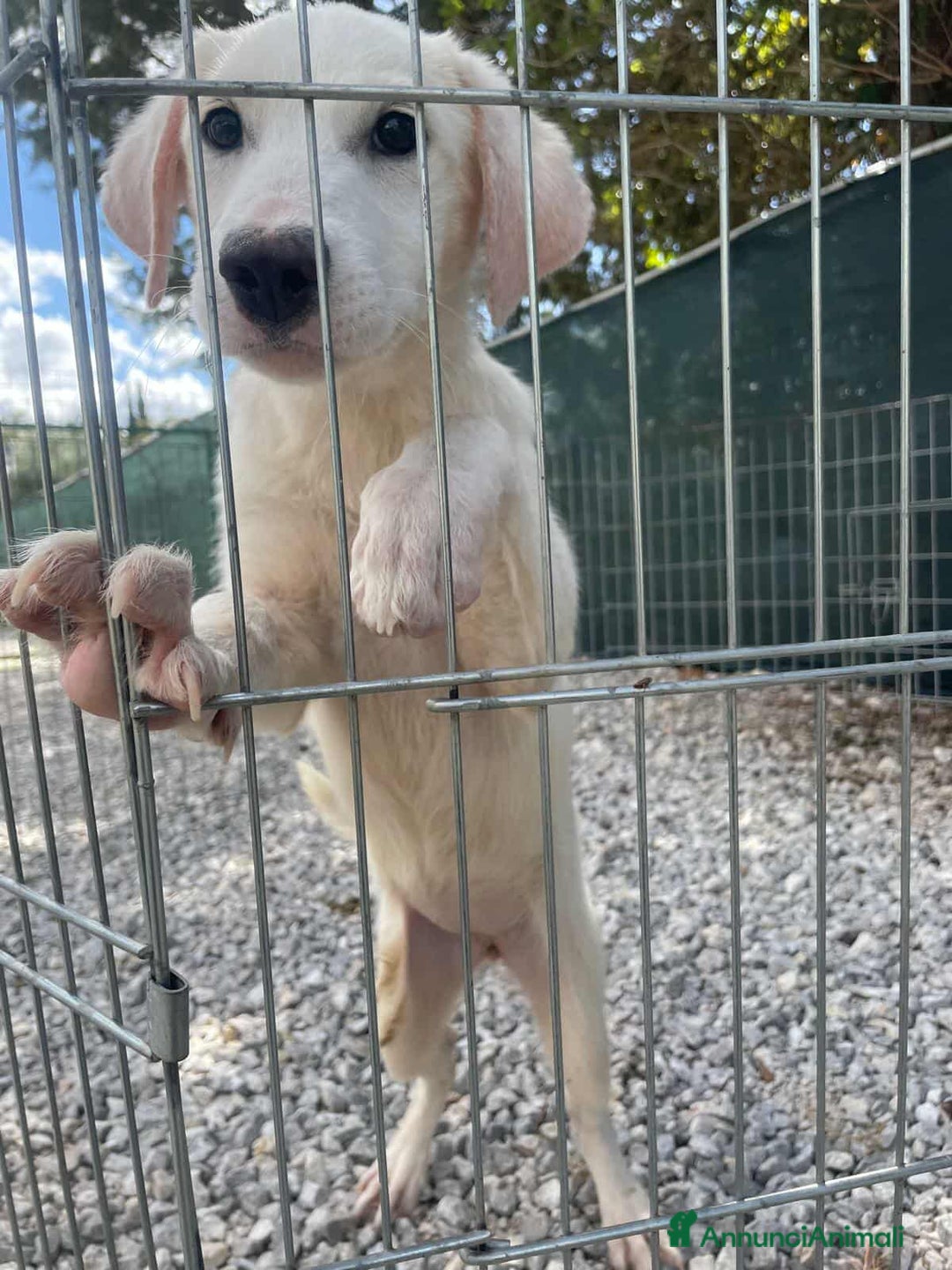 Meticcio cani in regalo: NUVOLA, cucciolona meravigliosa! - Immagine 4