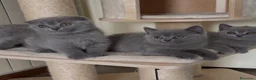 Scottish gatti in vendita: Scottish straight e fold - Annuncio 14
