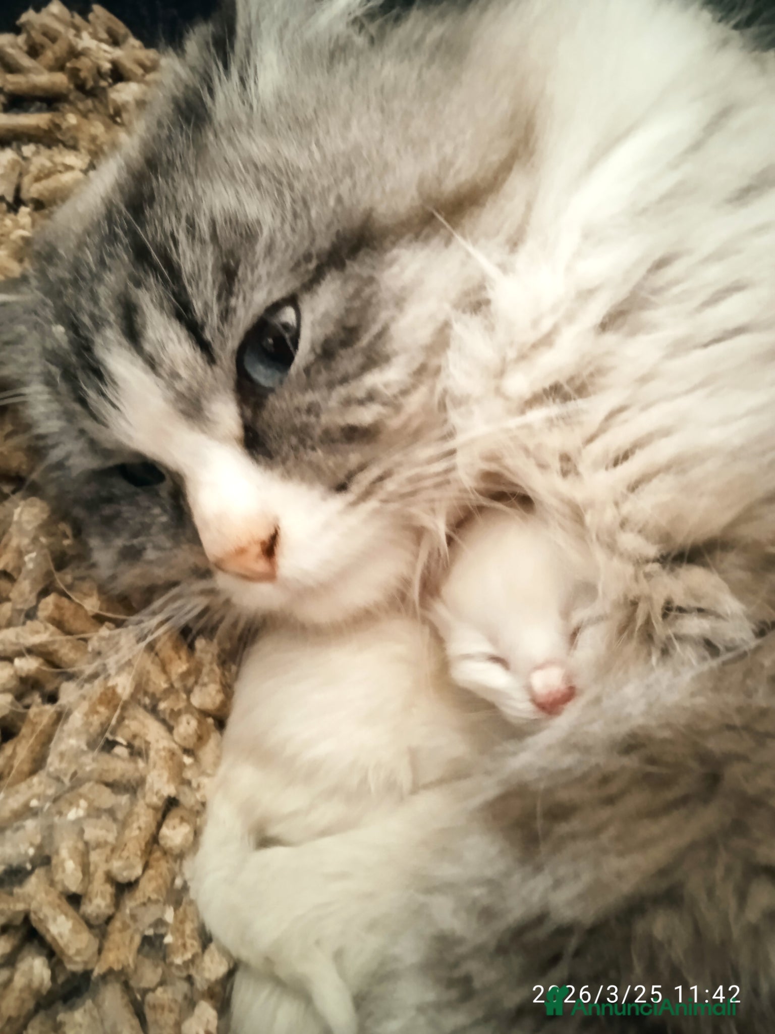 Siberiano gatti Siberiani Neva masquerade  - Annuncio 1