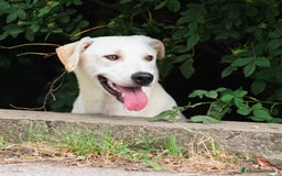 Altre razze cani in regalo: Whisky a Provincia di Bergamo - Immagine 11