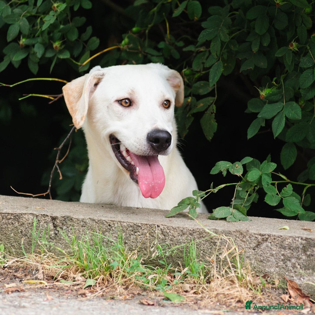 Altre razze cani in regalo: Whisky a Provincia di Bergamo - Immagine 11