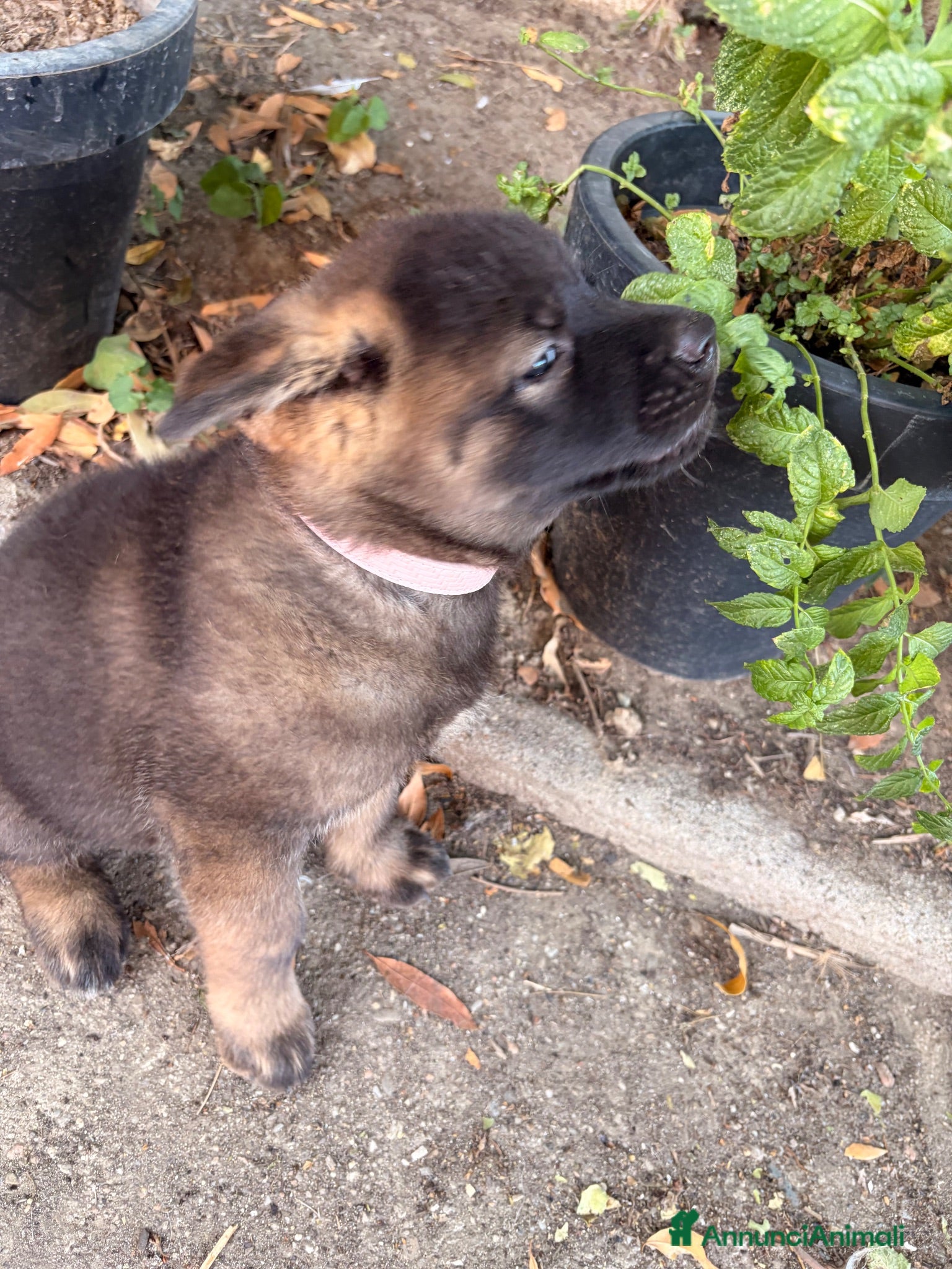 Akita Americano cani Akita Americano - Annuncio 1