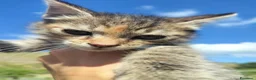 Meticcio gatti in regalo: Piccola tigratina, circa 2 mesi  - Annuncio 3