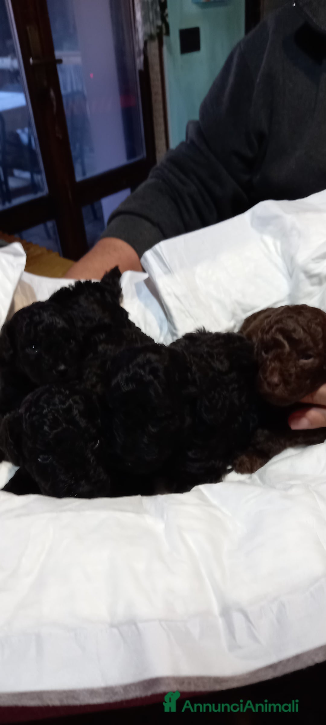 Barboncino cani in vendita: Barboncini nani - Annuncio 3