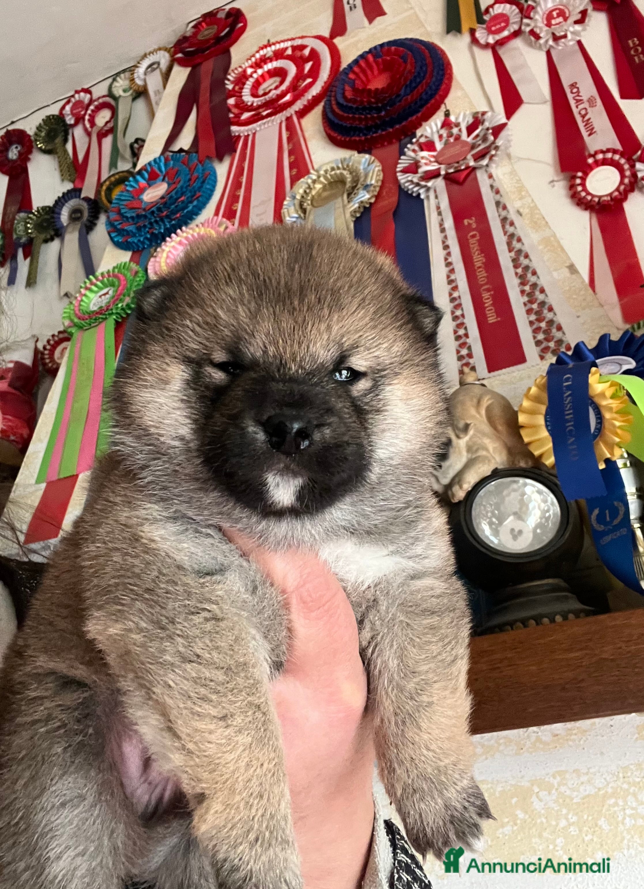 Shiba Inu cani Shiba inu cuccioli  - Annuncio 1