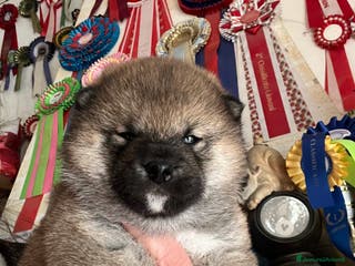 Shiba Inu cani Shiba inu cuccioli - Annuncio 6