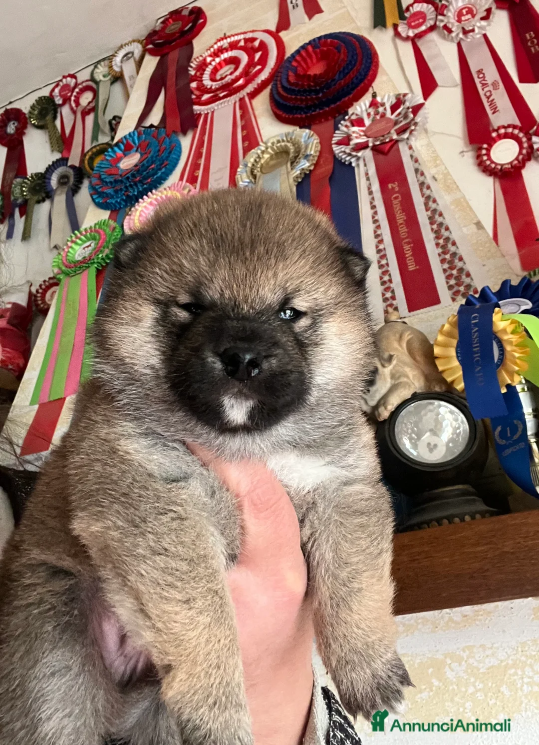 Shiba Inu cani in vendita: Shiba inu cuccioli  - Annuncio 1