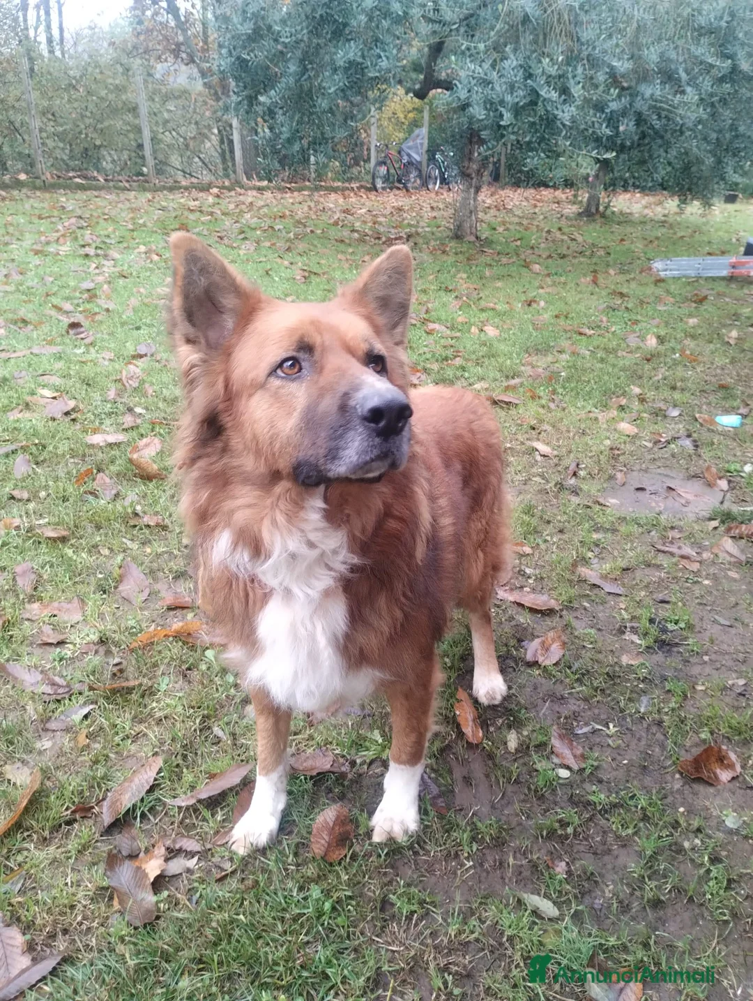 Meticcio cani in regalo: DANKON a Città metropolitana di Roma Capitale - Annuncio 13