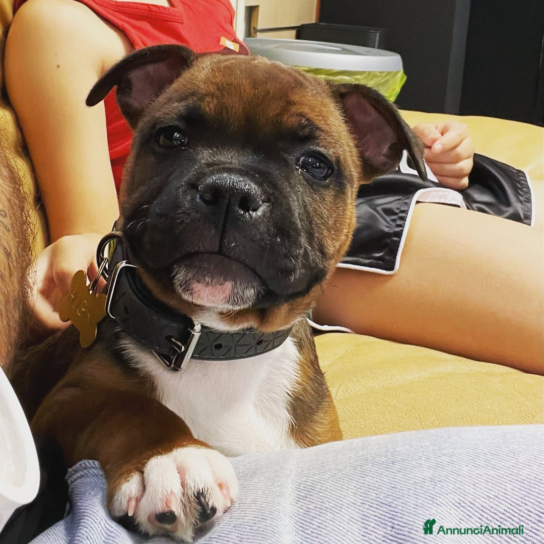 Immagine della galleria {{count}}